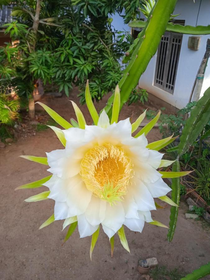 Sanaya Homestay Tangalle Exterior photo